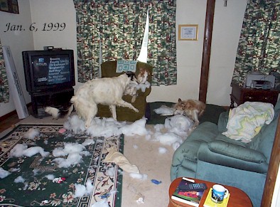 pillowfight.jpg (52198 bytes)